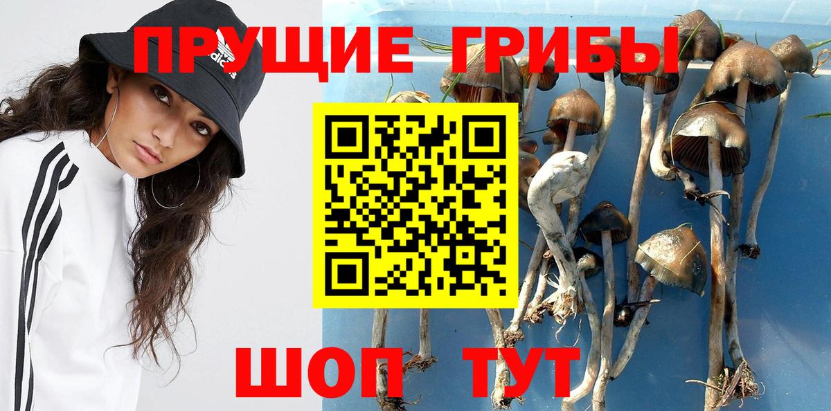 Псилоцибиновые грибы GOLDEN TEACHER Дзержинский